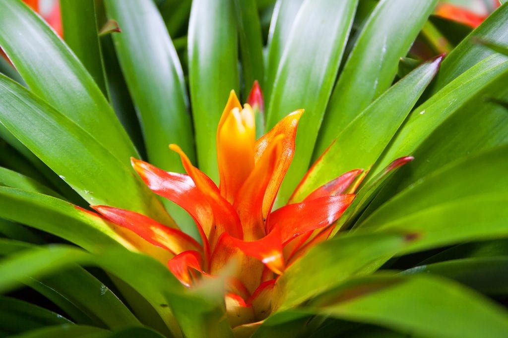 Bromelia tropical con roseta de hojas formando la copa central