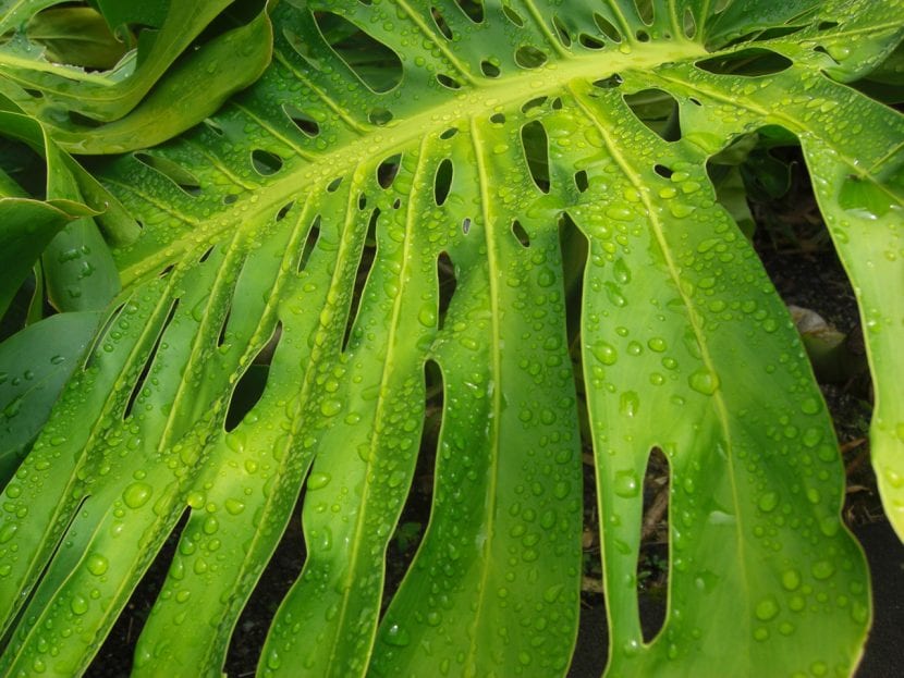 Ejemplar de Monstera cultivado en interior