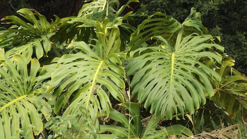 Hoja adulta de Monstera deliciosa con sus perforaciones