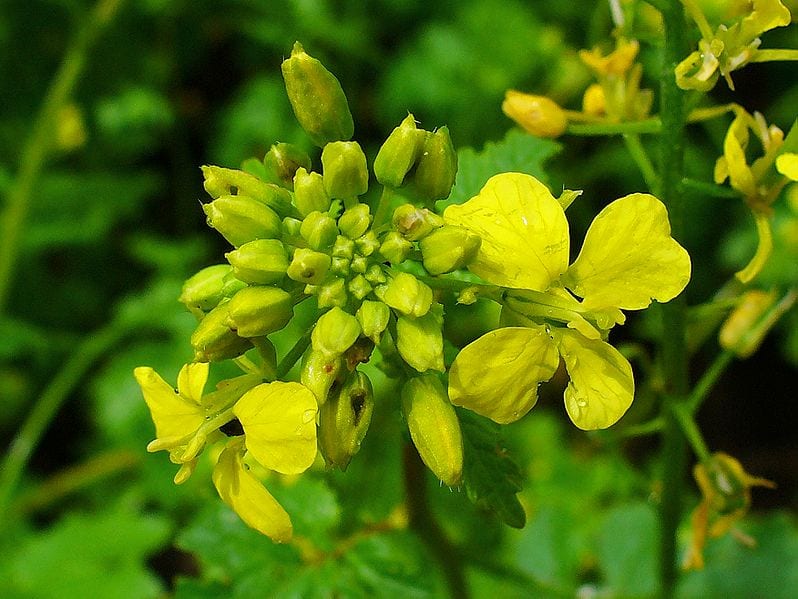 Mostaza blanca: abono verde rápido y biofumigante