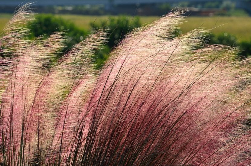 Panículas rosadas de Muhlenbergia capillaris en floración otoñal