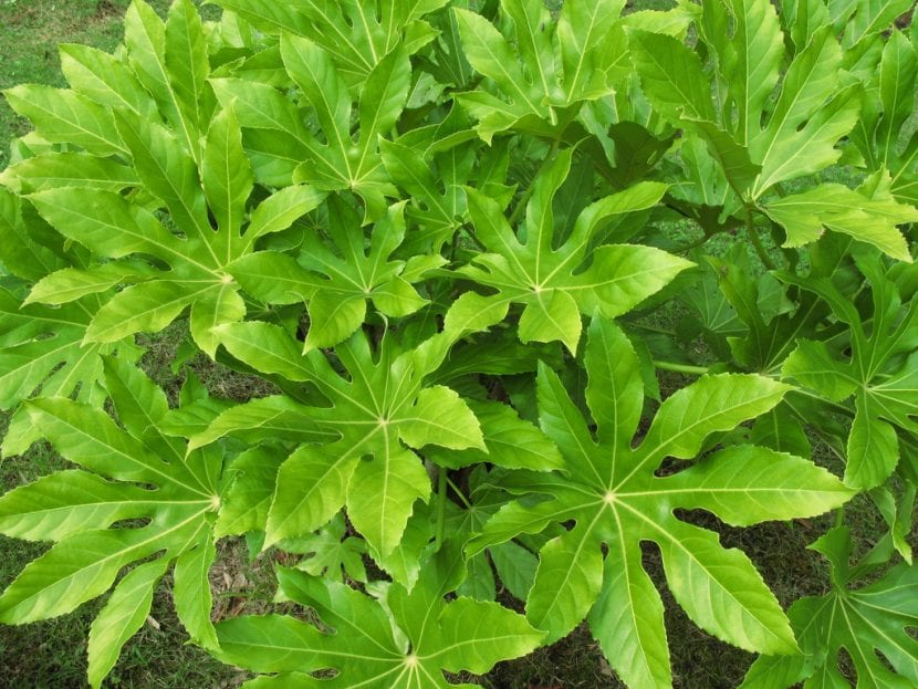 Hojas palmeadas y brillantes de Fatsia japonica