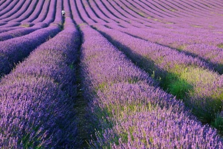 Plantas de lavanda en el jardín