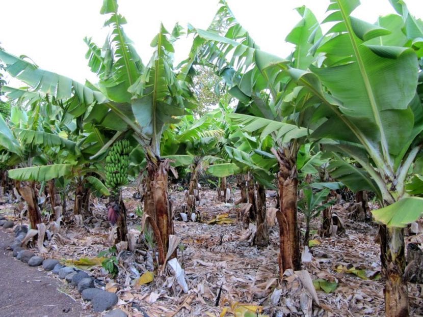 Planta de Musa acuminata con sus grandes hojas verdes