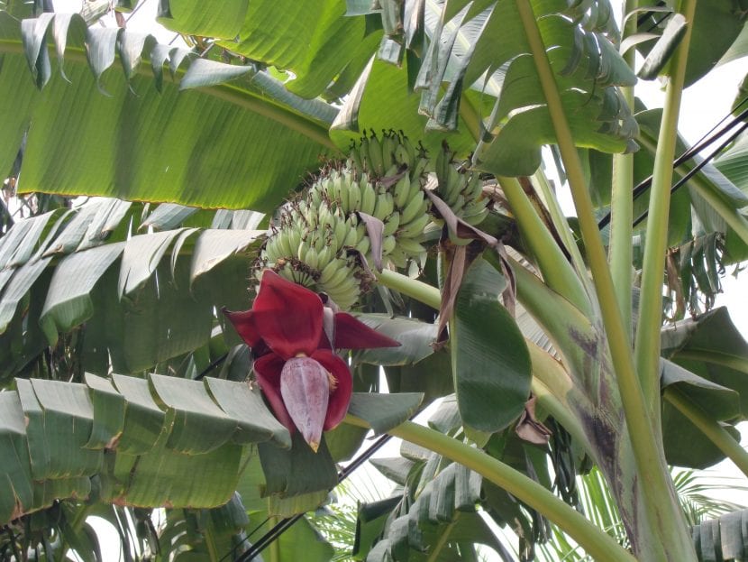 Racimo de frutos de Musa acuminata en la planta