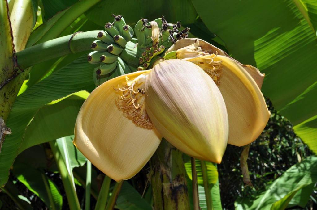 Musa Helen's Hybrid, la platanera comestible más rústica
