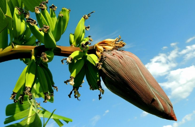 Frutos verdes de Musa paradisiaca colgando del racimo
