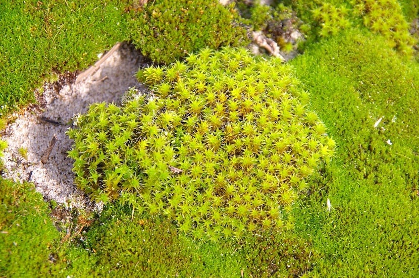 Tortula ruralis: el musgo torcido que resiste el sol y la sequía
