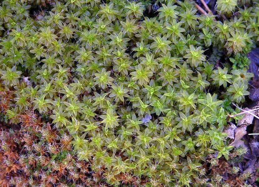 Colonia de musgo Tortula ruralis con sus hojas verdes desplegadas tras la lluvia