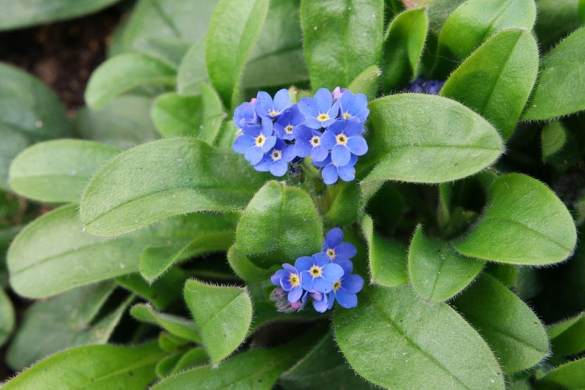 Flores azules diminutas de Myosotis sylvatica con el ojo amarillo central