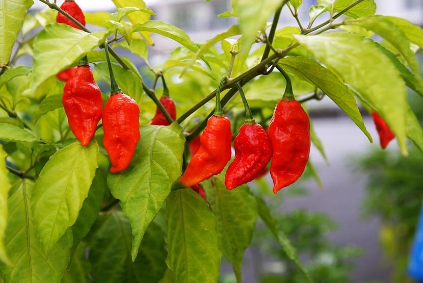 Naga jolokia y la escala Scoville: cómo se mide el picante