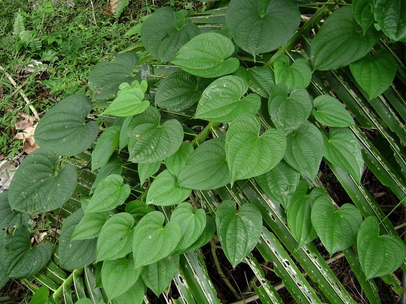 Hojas acorazonadas de Dioscorea alata sobre su tallo trepador