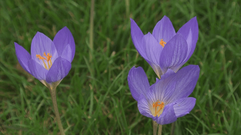 Colchicum: la planta tóxica que florece sin hojas en otoño