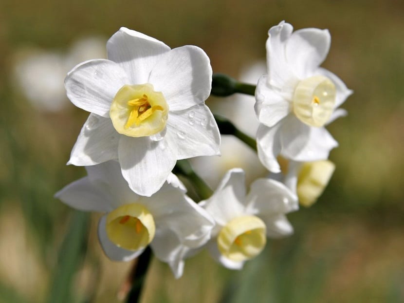 Narcissus triandrus: el narciso ibérico de flor colgante