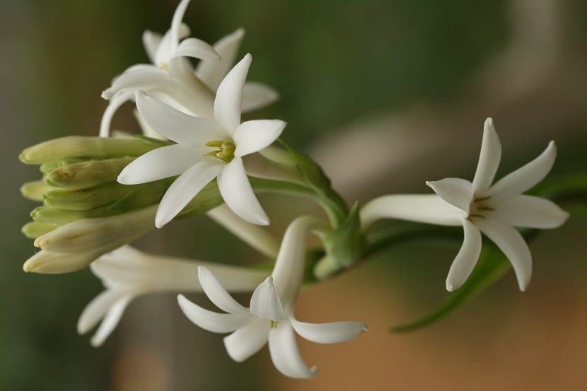 Nardo (Polianthes tuberosa): cultivo, perfume y conservación