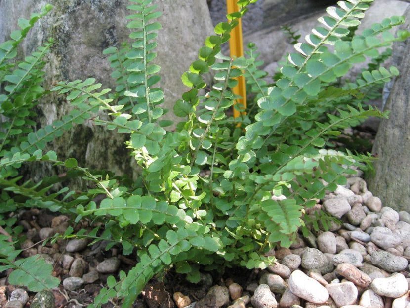 Nephrolepis cordifolia, especie emparentada con el helecho de Boston