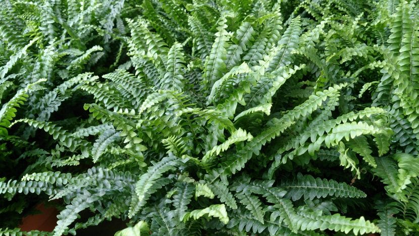 Helecho de Boston, Nephrolepis exaltata, con frondes arqueadas