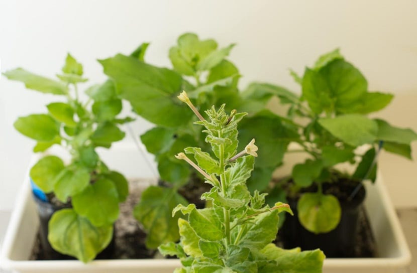 Nicotiana benthamiana, la planta modelo de los laboratorios