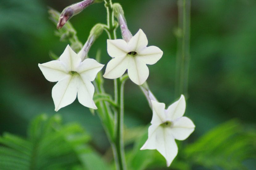 Flores tubulares de tabaco ornamental