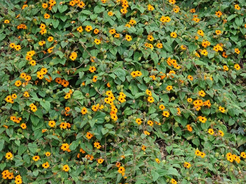 Flores naranjas de Thunbergia alata con el centro oscuro