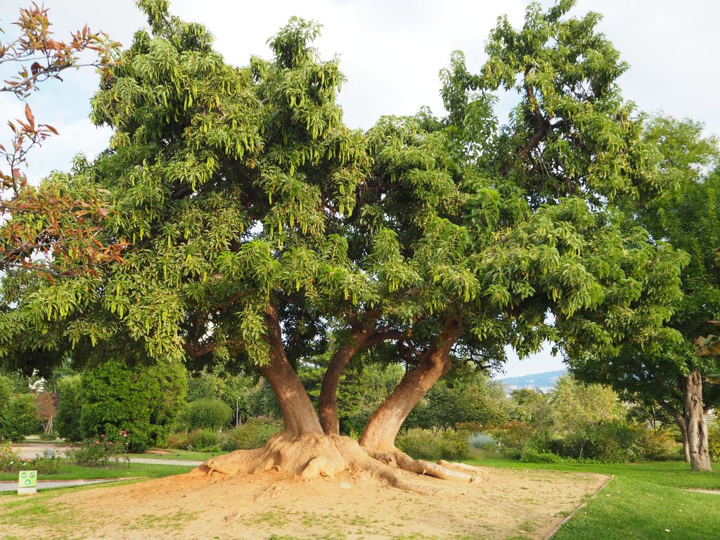 Bellasombra: el ombú en la cultura y en el jardín español
