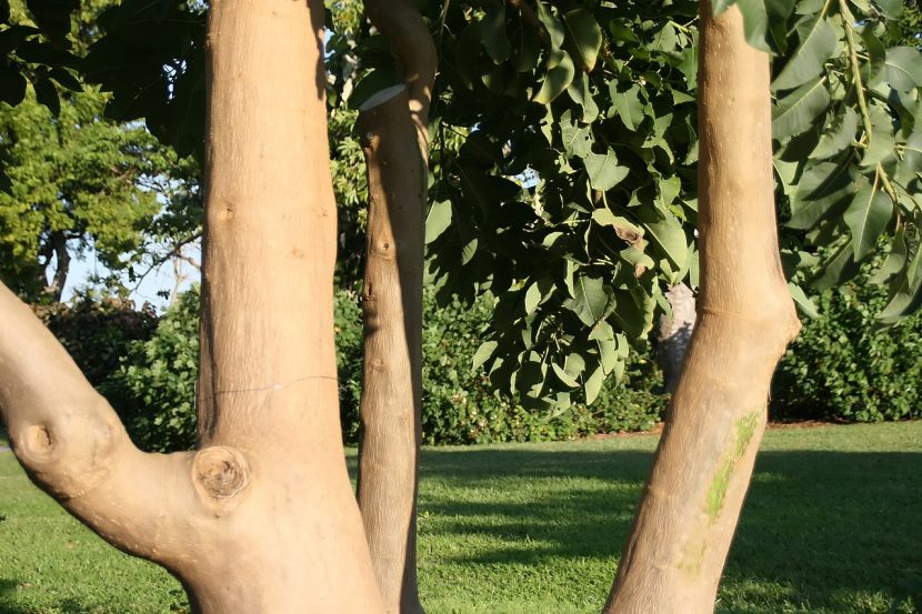 Base ensanchada del tronco de una bellasombra con raíces superficiales