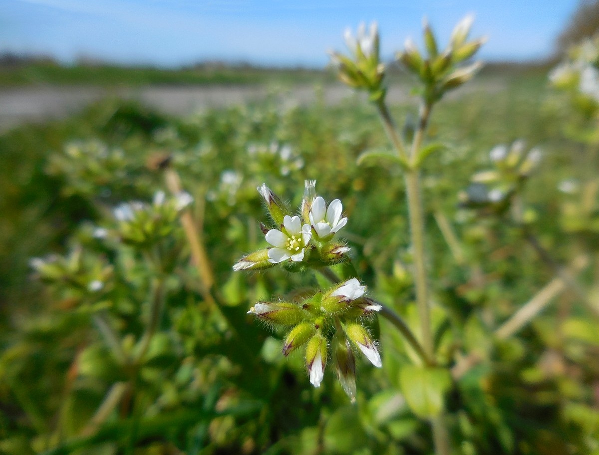 Cerastium glomeratum: identificación y control de la oreja de ratón