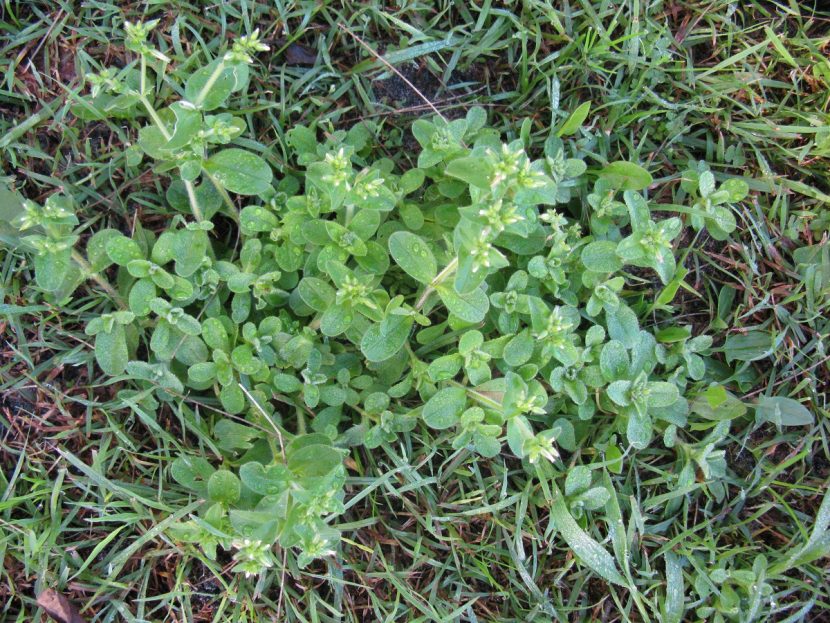 Mata de Cerastium glomeratum creciendo como hierba adventicia