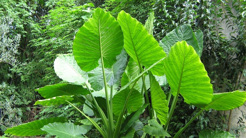 Alocasia zebrina: cuidados de la oreja de elefante rayada