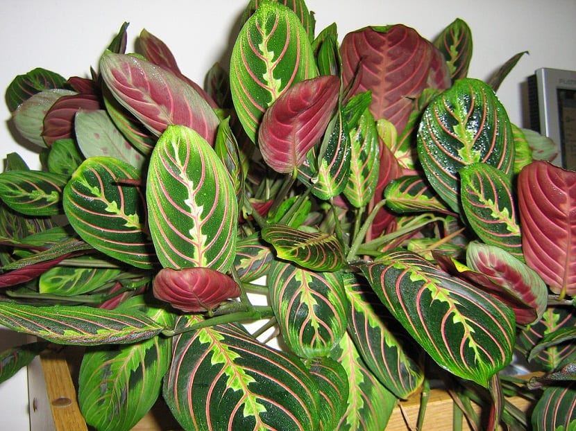 Maranta tricolor: origen, nictinastia y cuidados completos