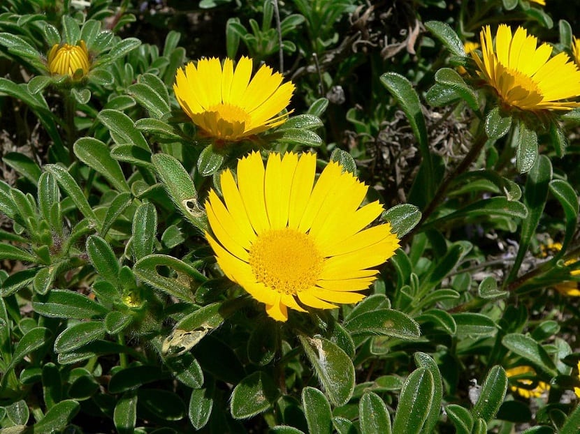 Asteriscus maritimus (Pallenis maritima): origen y cultivo