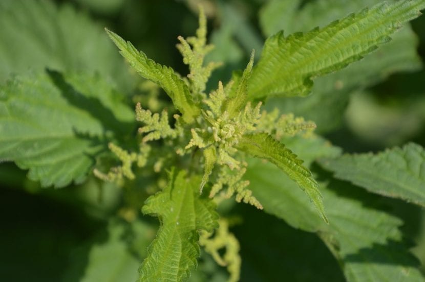 Mata de Urtica dioica creciendo en su hábitat