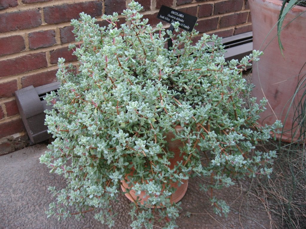 Mata de Oscularia deltoides con hojas triangulares de color verde azulado