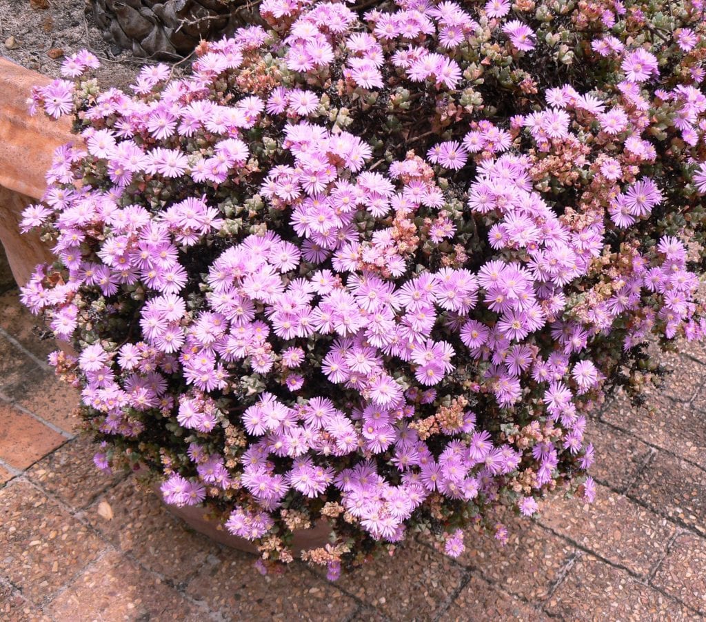 Oscularia deltoides: cuidados, riego y esquejes de la suculenta