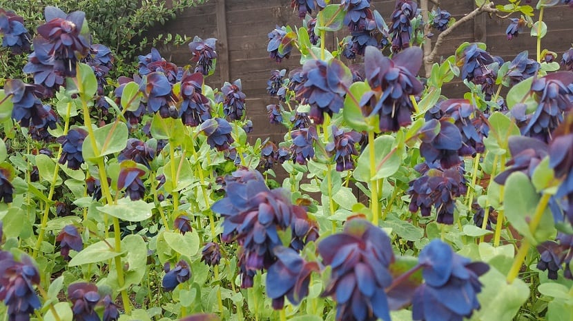 Cerinthe major: siembra, resiembra y abejorros