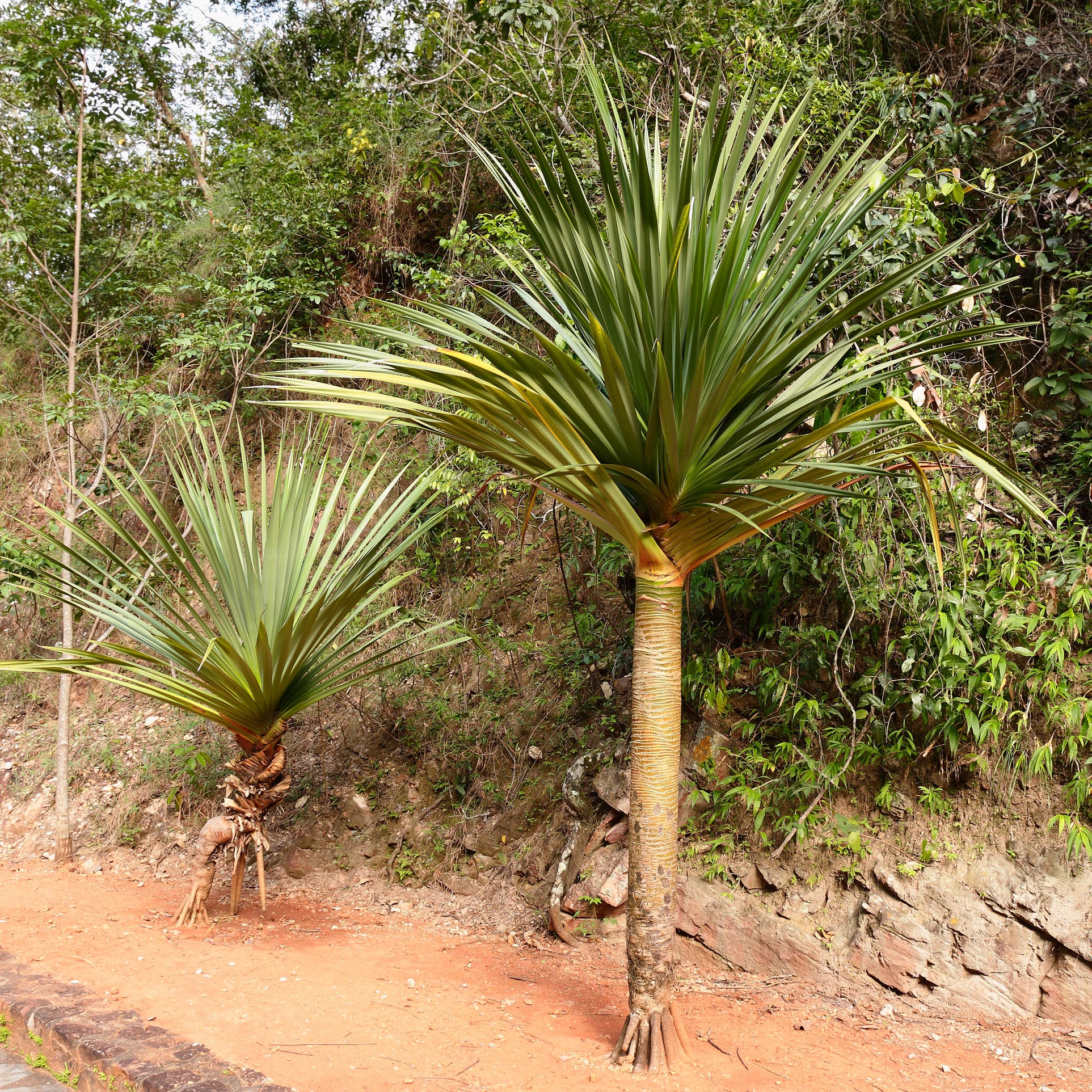 Ejemplar de Pandanus utilis con sus raíces zancudas