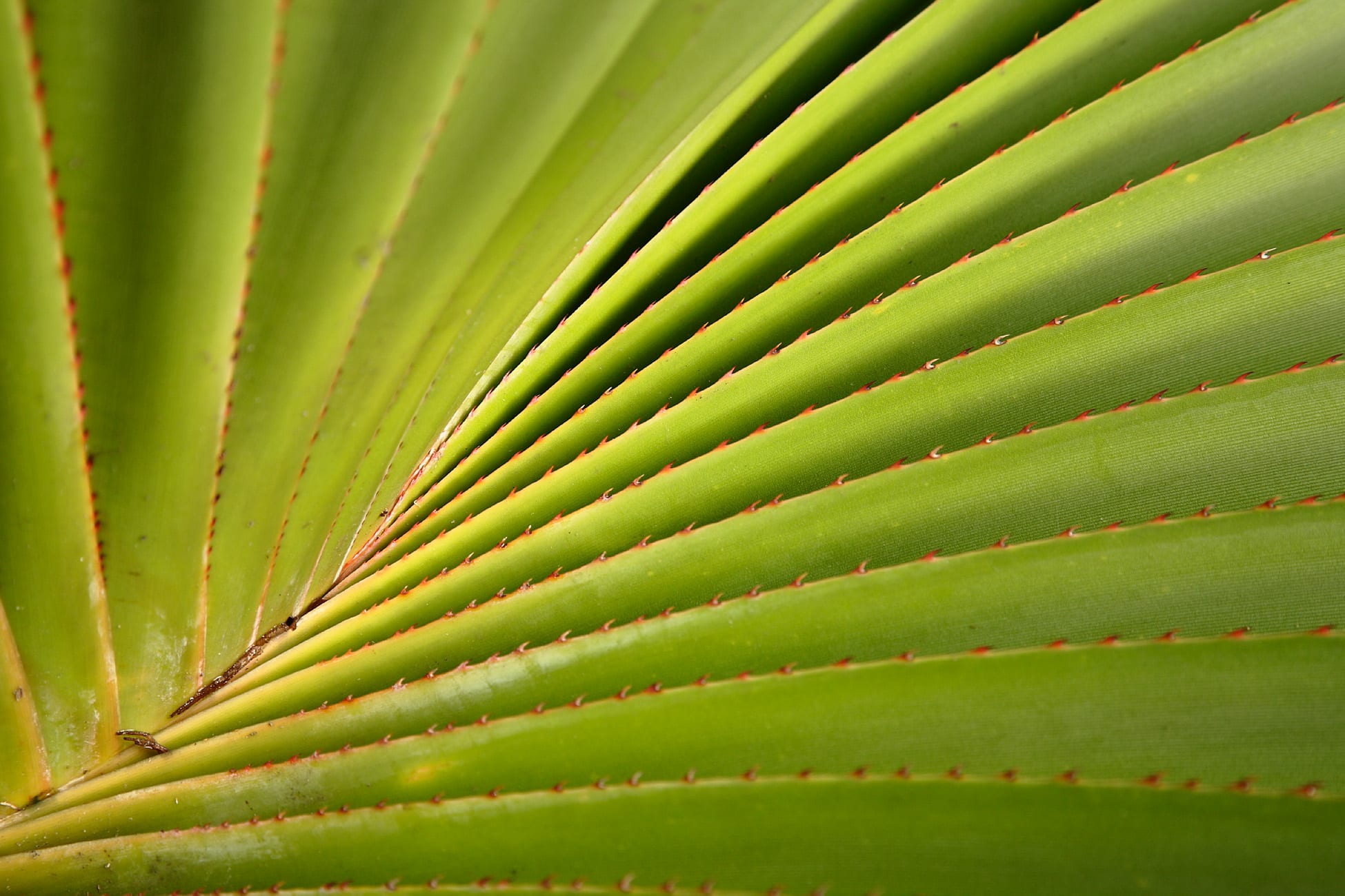 Pandanus utilis: raíces zancudas, espinas y cultivo