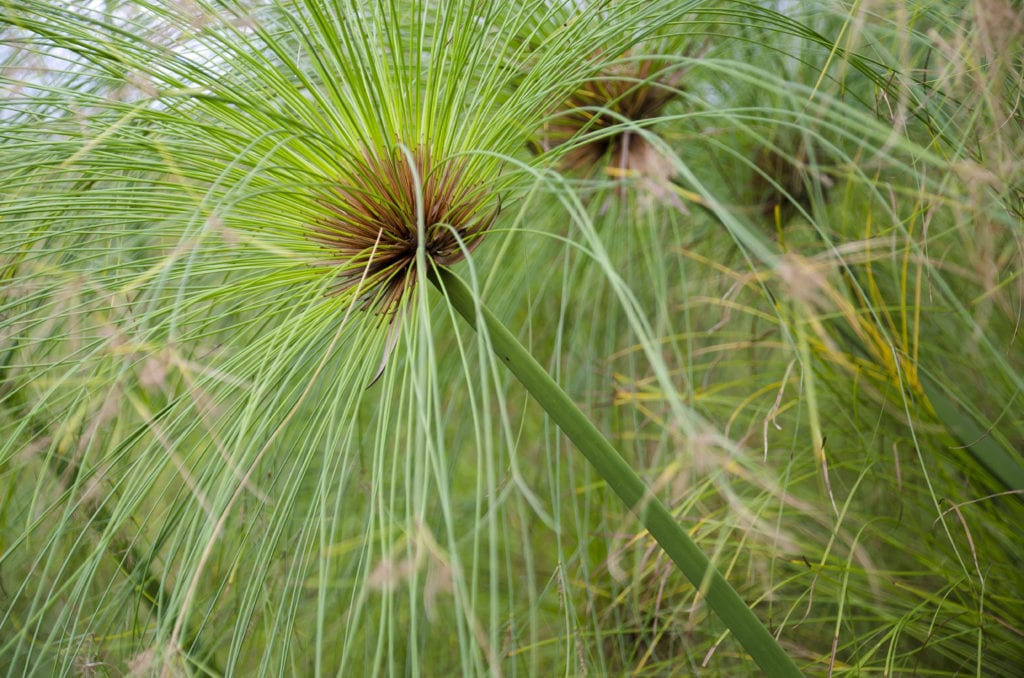Papiro (Cyperus papyrus): cultivo, invierno y su papel