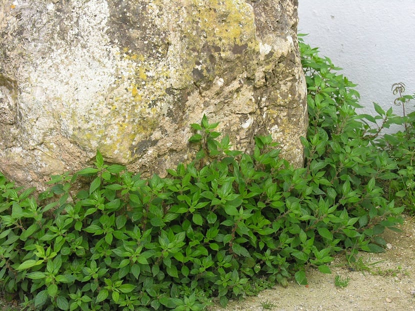 Parietaria creciendo en la base de una pared vieja