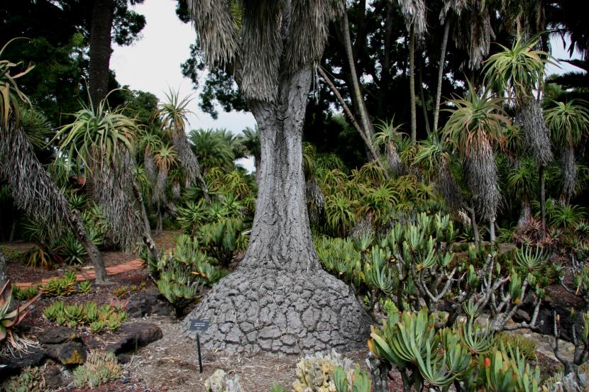 Detalle de la corteza agrietada del caudex de la pata de elefante