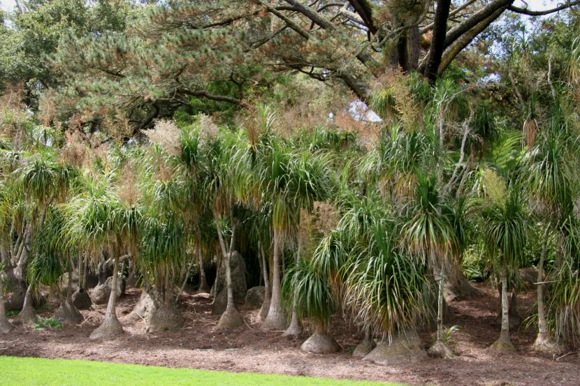 Ejemplar adulto de Beaucarnea recurvata con la base muy ensanchada