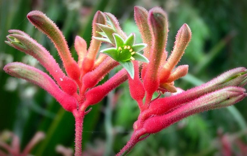Flores tubulares peludas de Anigozanthos flavidus