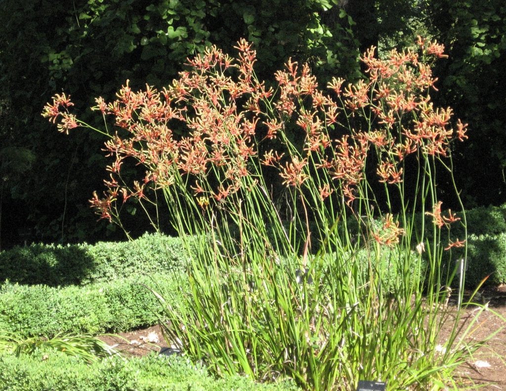 Patas de canguro (Anigozanthos): cuidados y abonado