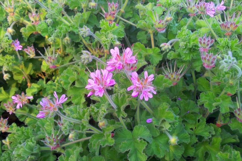 Pelargonium capitatum: cuidados de la malvarrosa