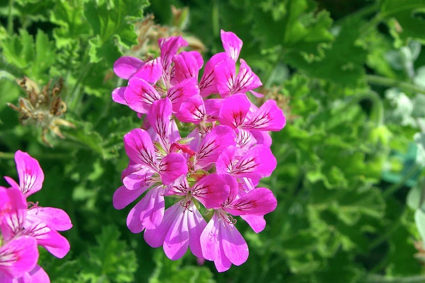 Flores rosadas de Pelargonium capitatum