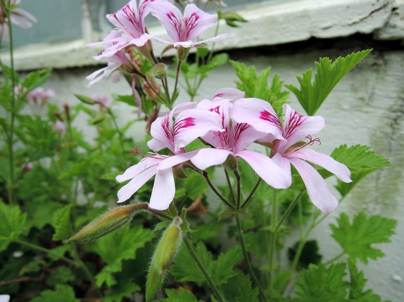 Pelargonium citrodorum: ¿de verdad ahuyenta mosquitos?
