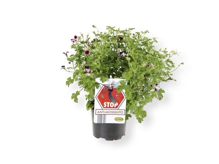 Pelargonium citrodorum, geranio de olor a limón