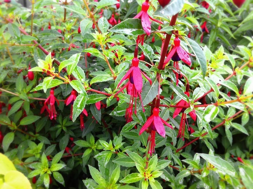 Fuchsia magellanica: cultivo, poda y rusticidad al frío