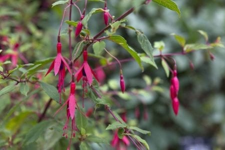 Rama de Fuchsia magellanica con flores rojas y moradas colgando hacia abajo