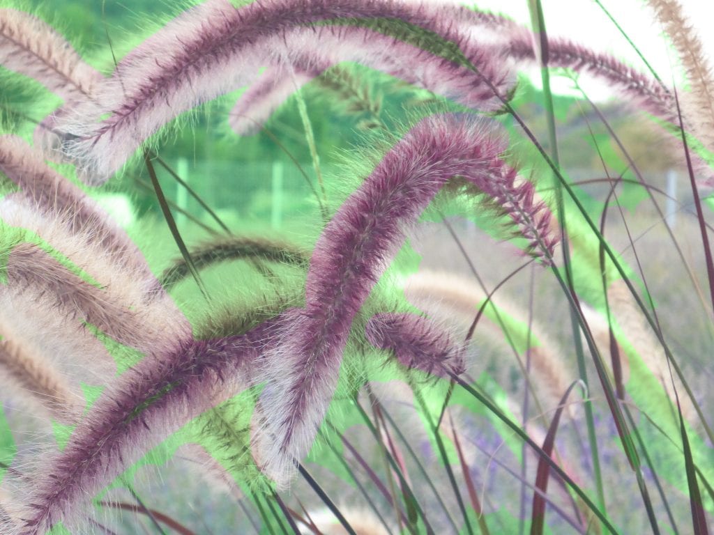 Pennisetum alopecuroides: cultivo, corte y cultivares